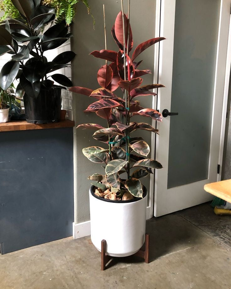 Ficus Elastica Tineke Ruby 110cm - Plant Studio LLC