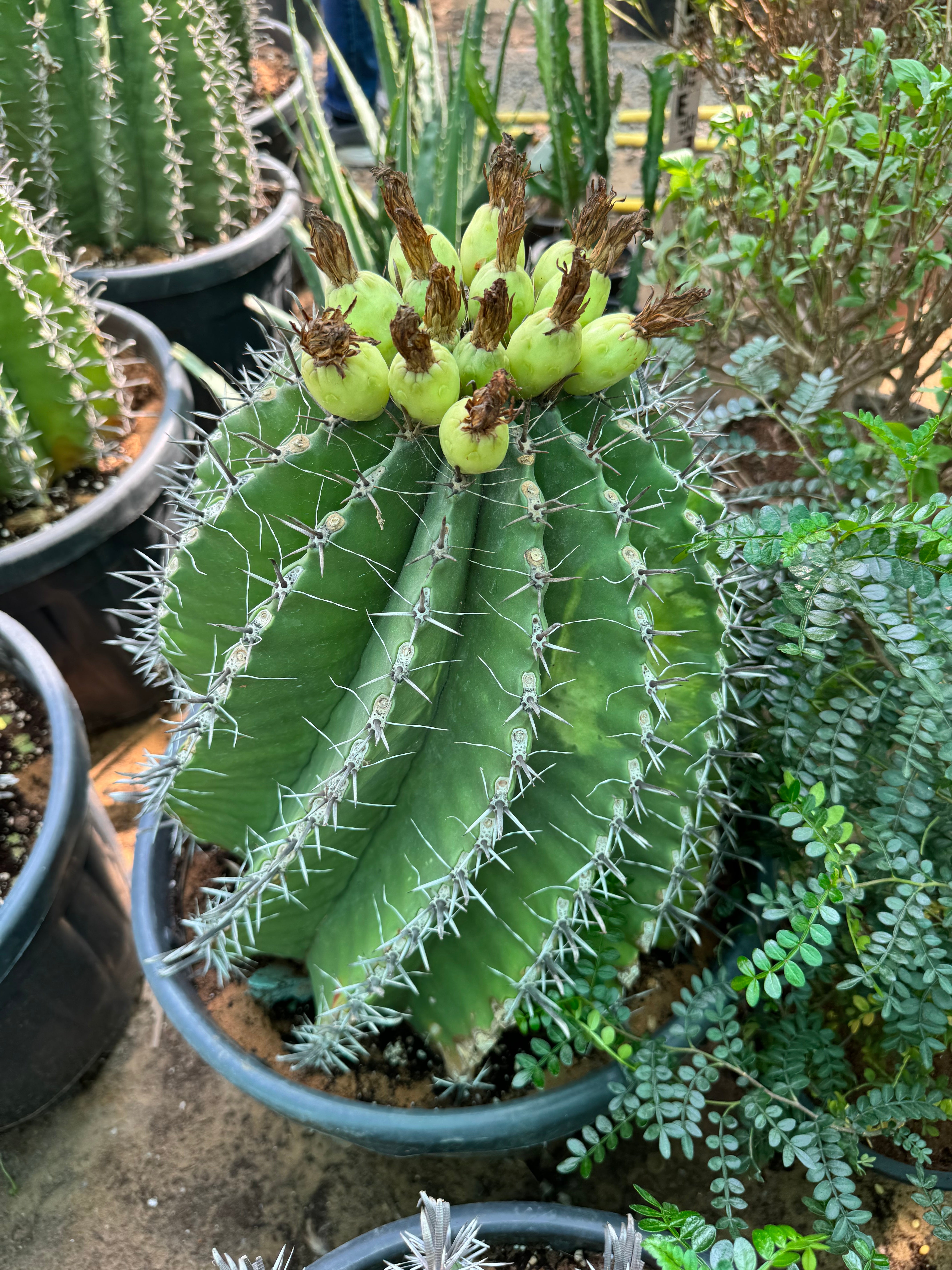 Ferocactus Echidine - Plant Studio LLC