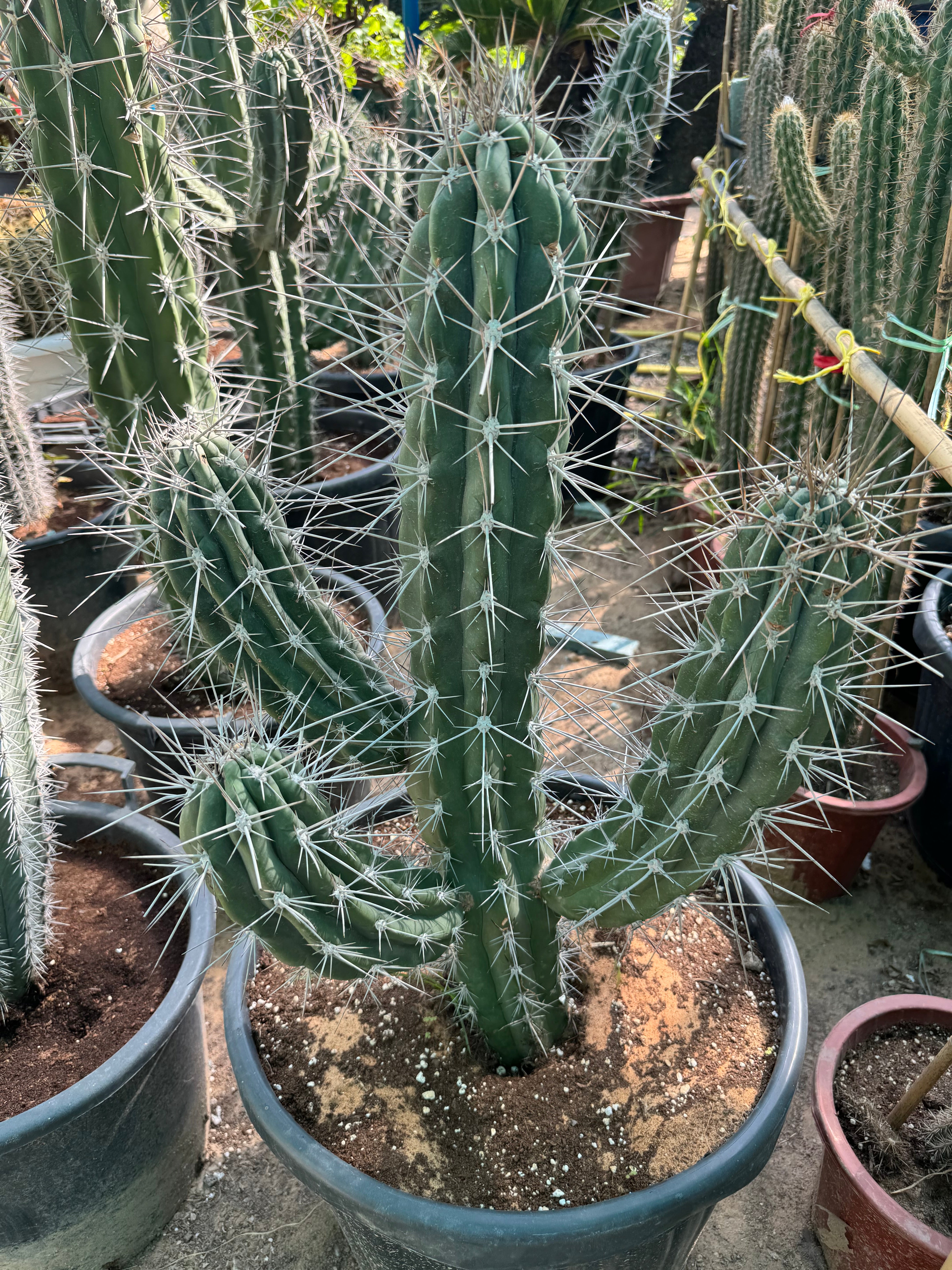 Toothpick Cactus - Plant Studio LLC