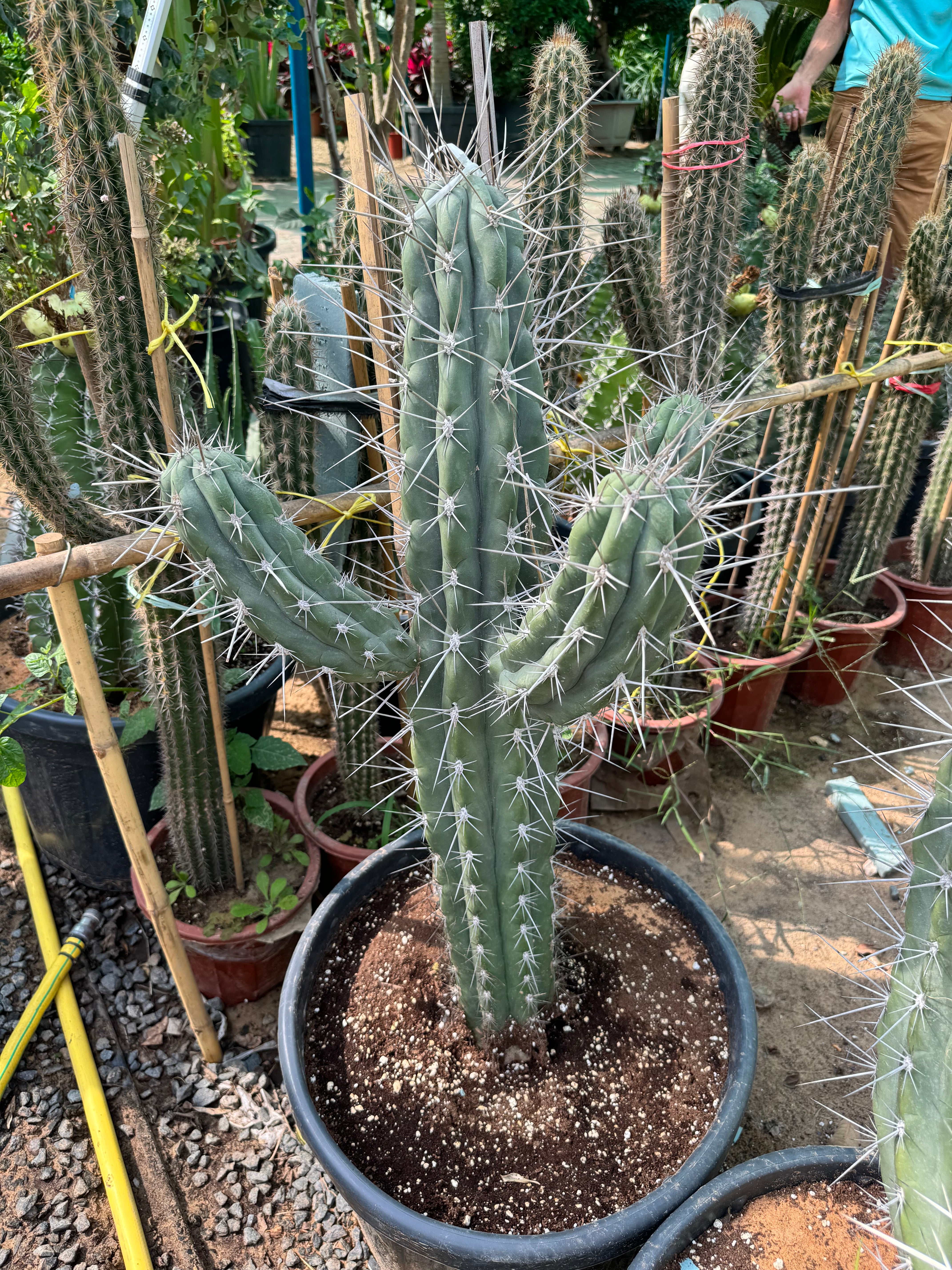 Toothpick Cactus - Plant Studio LLC