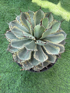 Agave Potatorum Albo - Plant Studio LLC