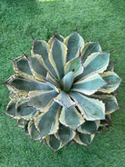 Agave Potatorum Albo - Plant Studio LLC