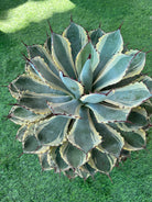 Agave Potatorum Albo - Plant Studio LLC