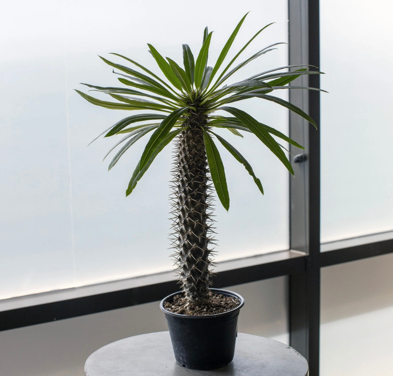 Pachypodium Lamerei ‘Madagascar Palm’ - Small - Plant Studio LLC