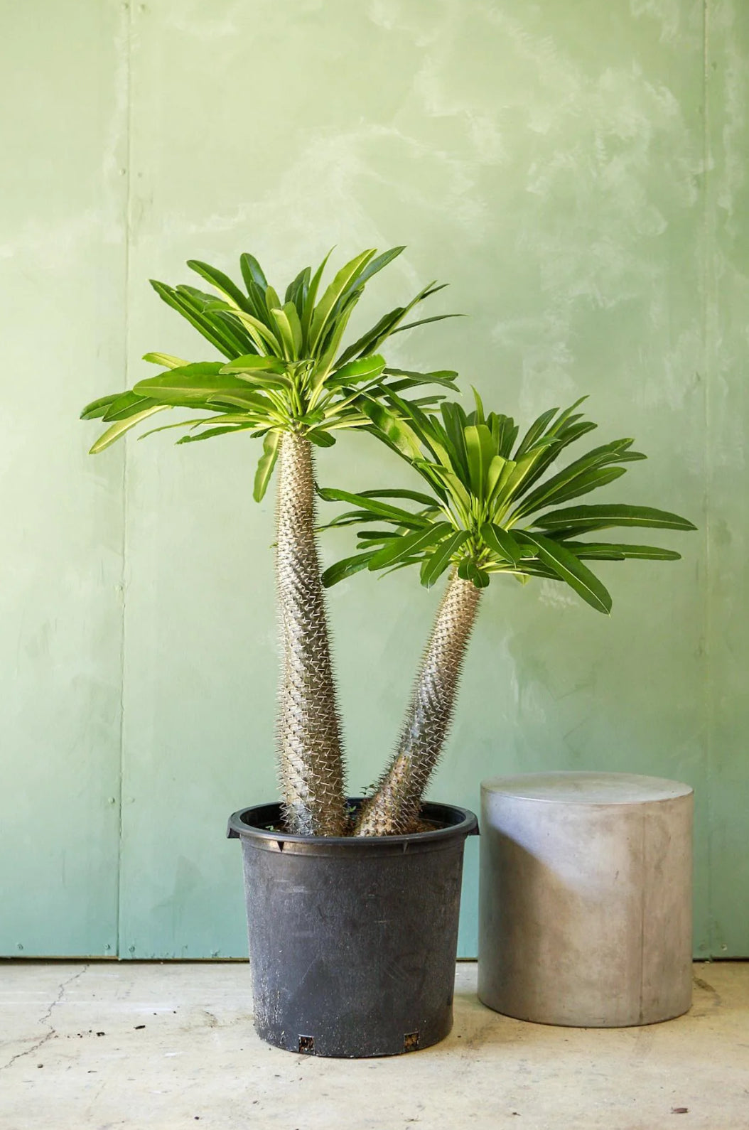 Madagascar Palm - Plant Studio LLC