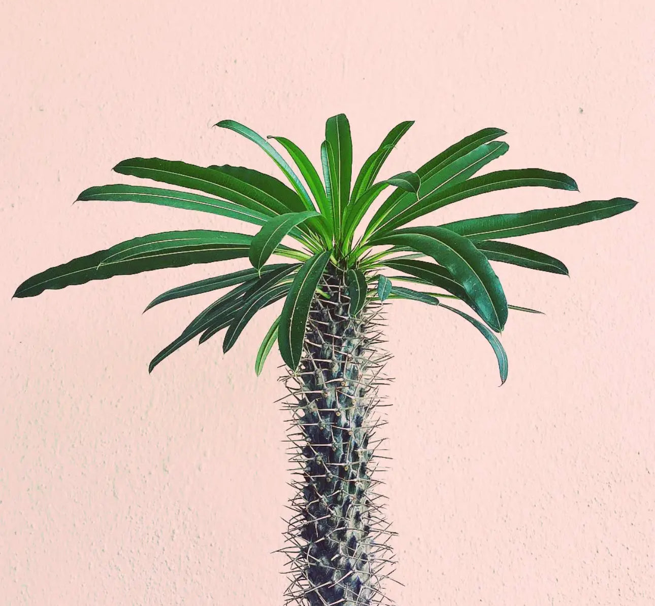 Pachypodium Lamerei ‘Madagascar Palm’ - Small - Plant Studio LLC