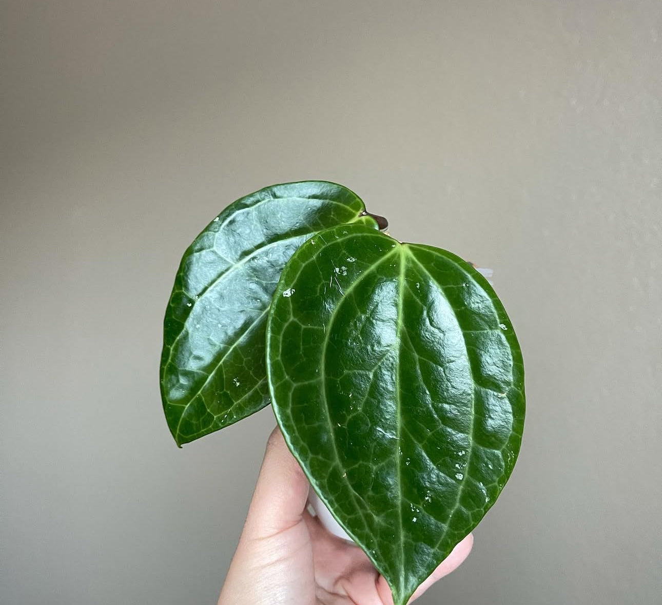Hoya Sulawesi – Plant Studio LLC | TRN 100565690300003