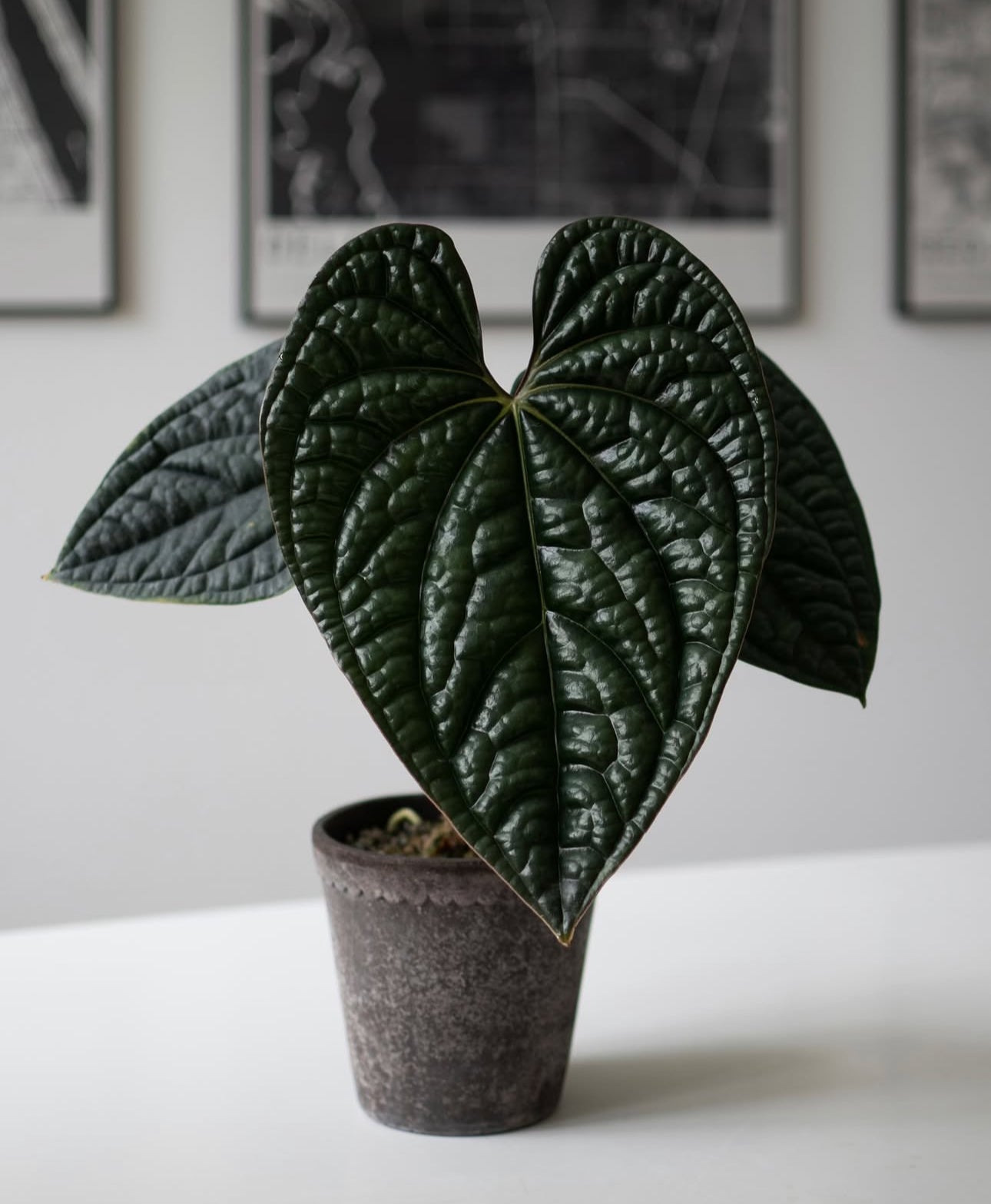 Anthurium Luxurians x Radicans – Plant Studio LLC