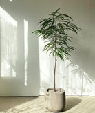Ficus Alli - Plant Studio LLC
