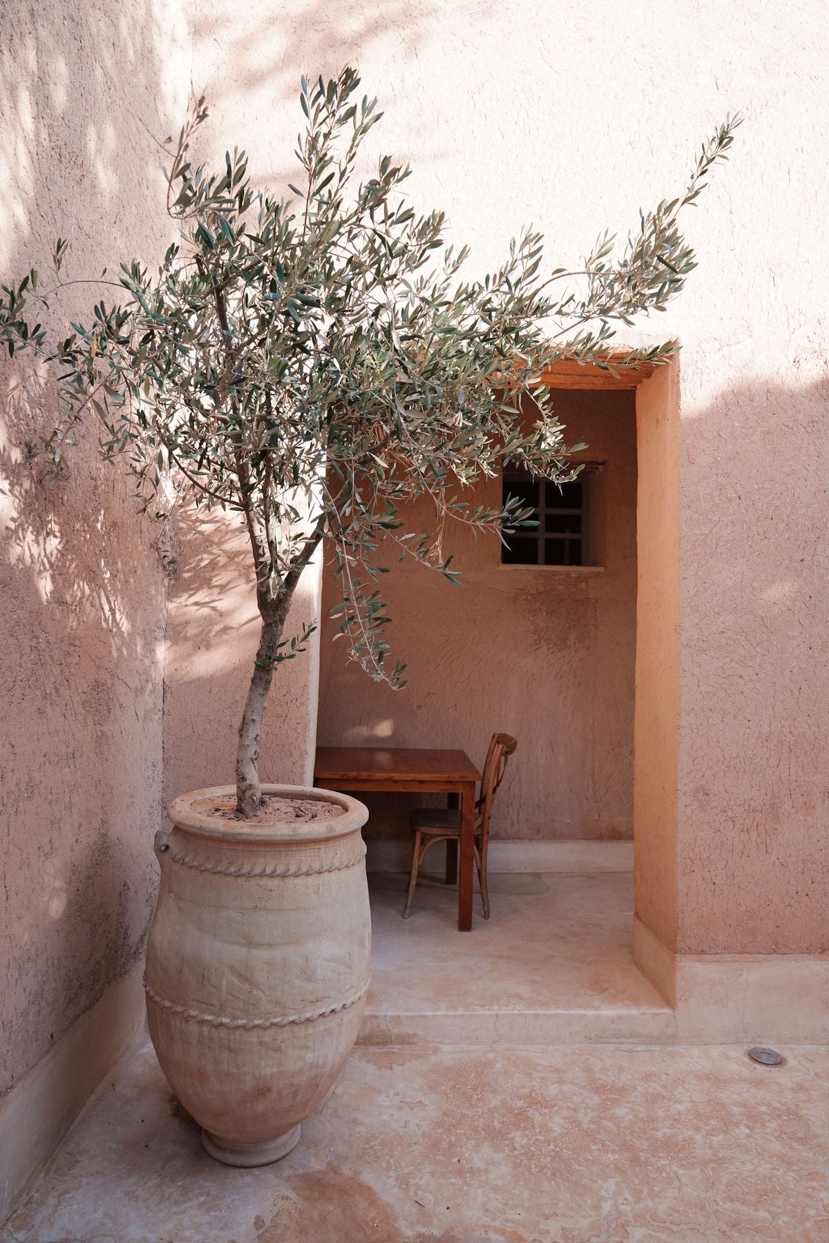 Olive Tree Branched Thin Trunk 2 meters - Plant Studio LLC