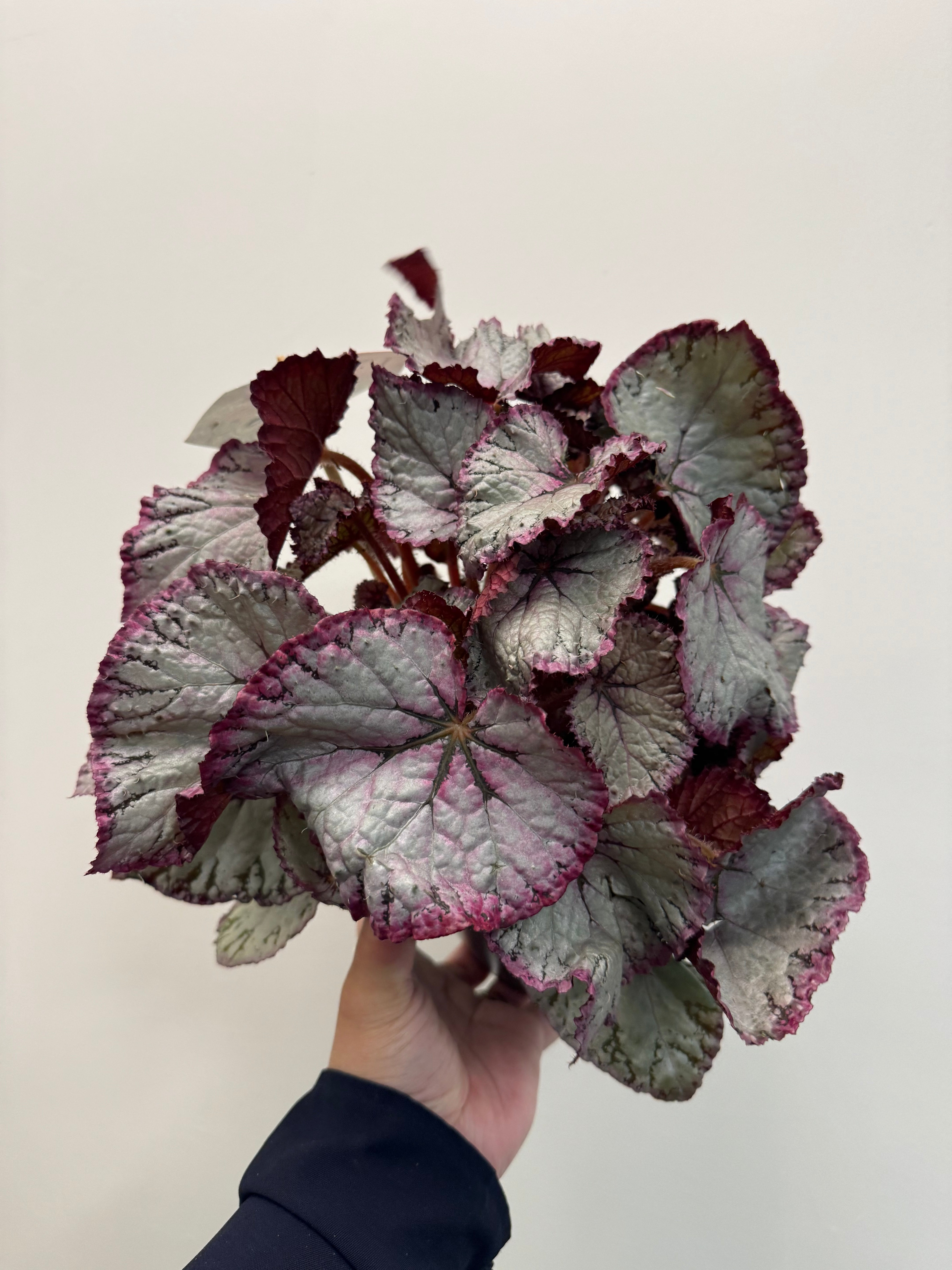 Begonia Beleaf Maori - Plant Studio LLC