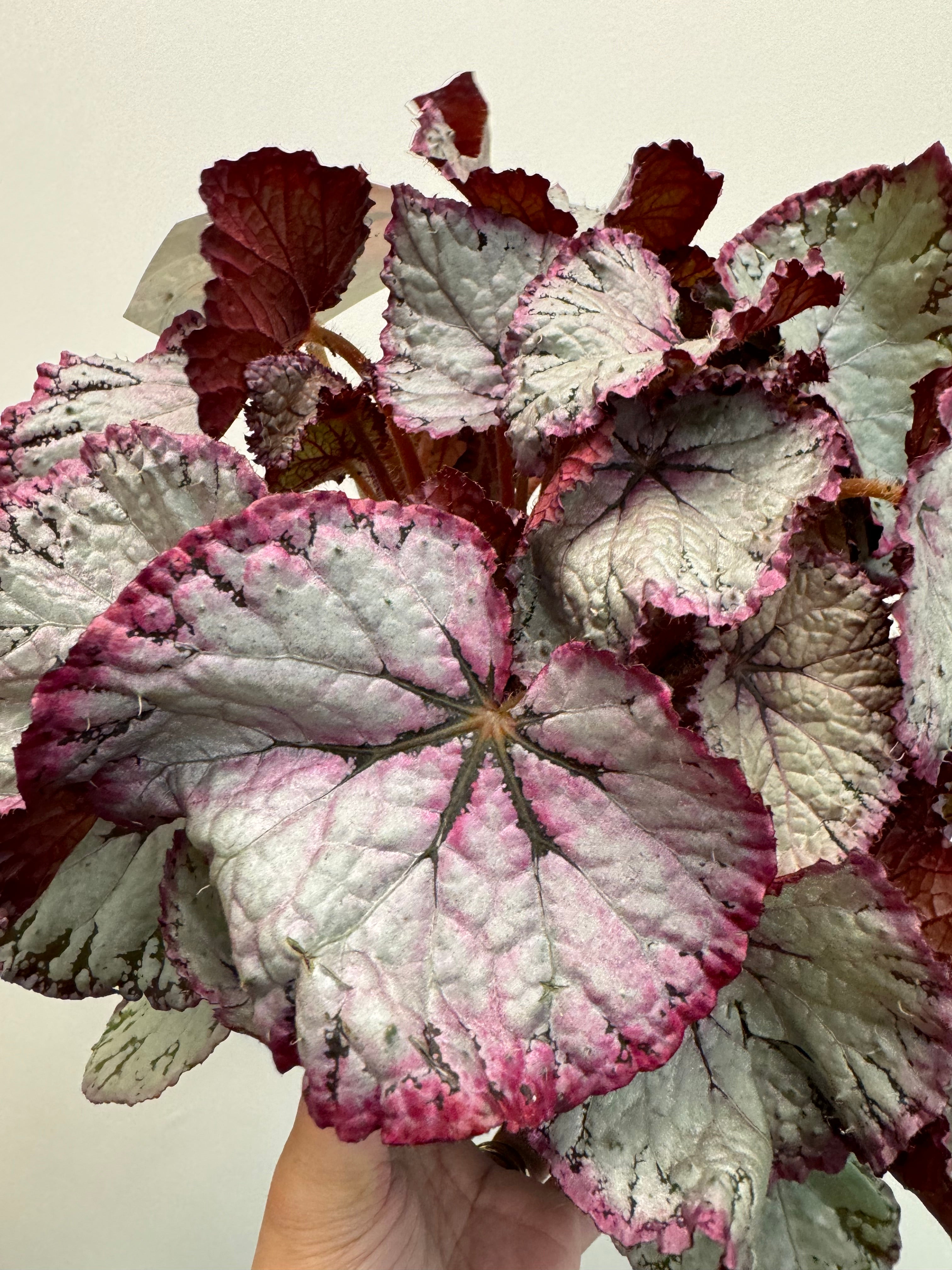 Begonia Beleaf Maori – Plant Studio LLC