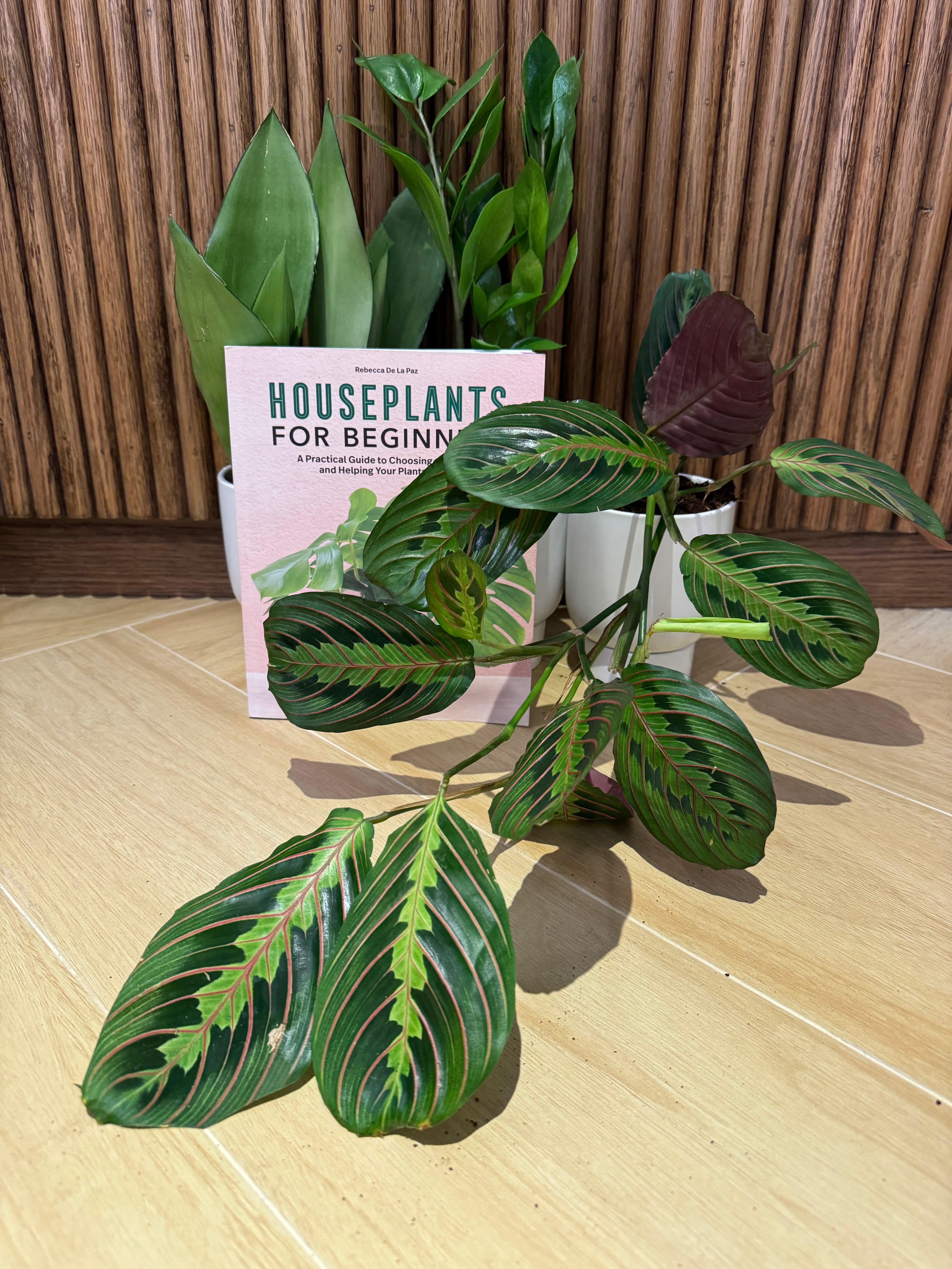 Houseplants for Beginners Bundle - Plants and Book - Plant Studio LLC