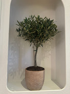 Spanish Olive Tree Dwarf - Plant Studio LLC