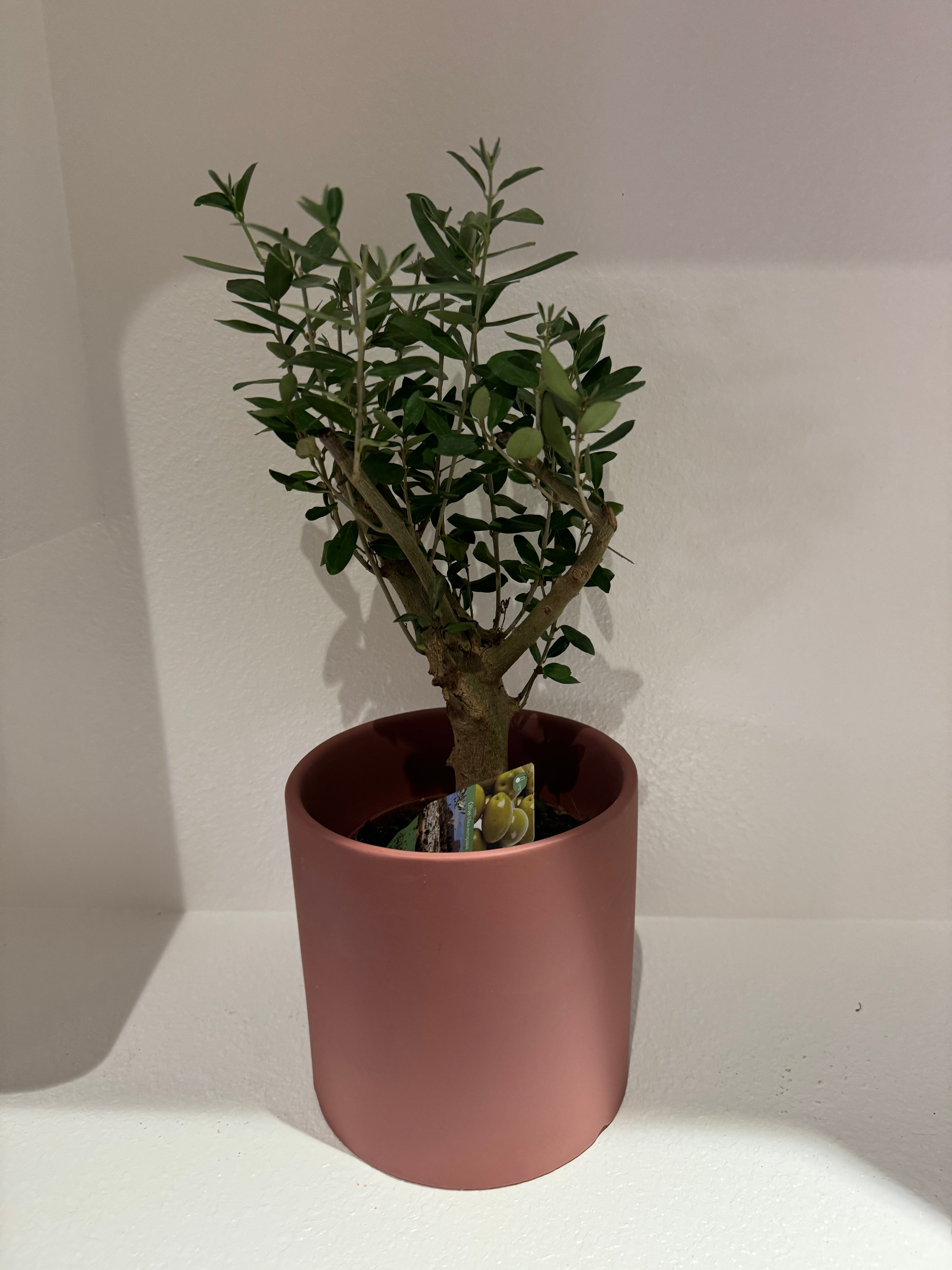 Branched Olive Tree Dwarf - Plant Studio LLC