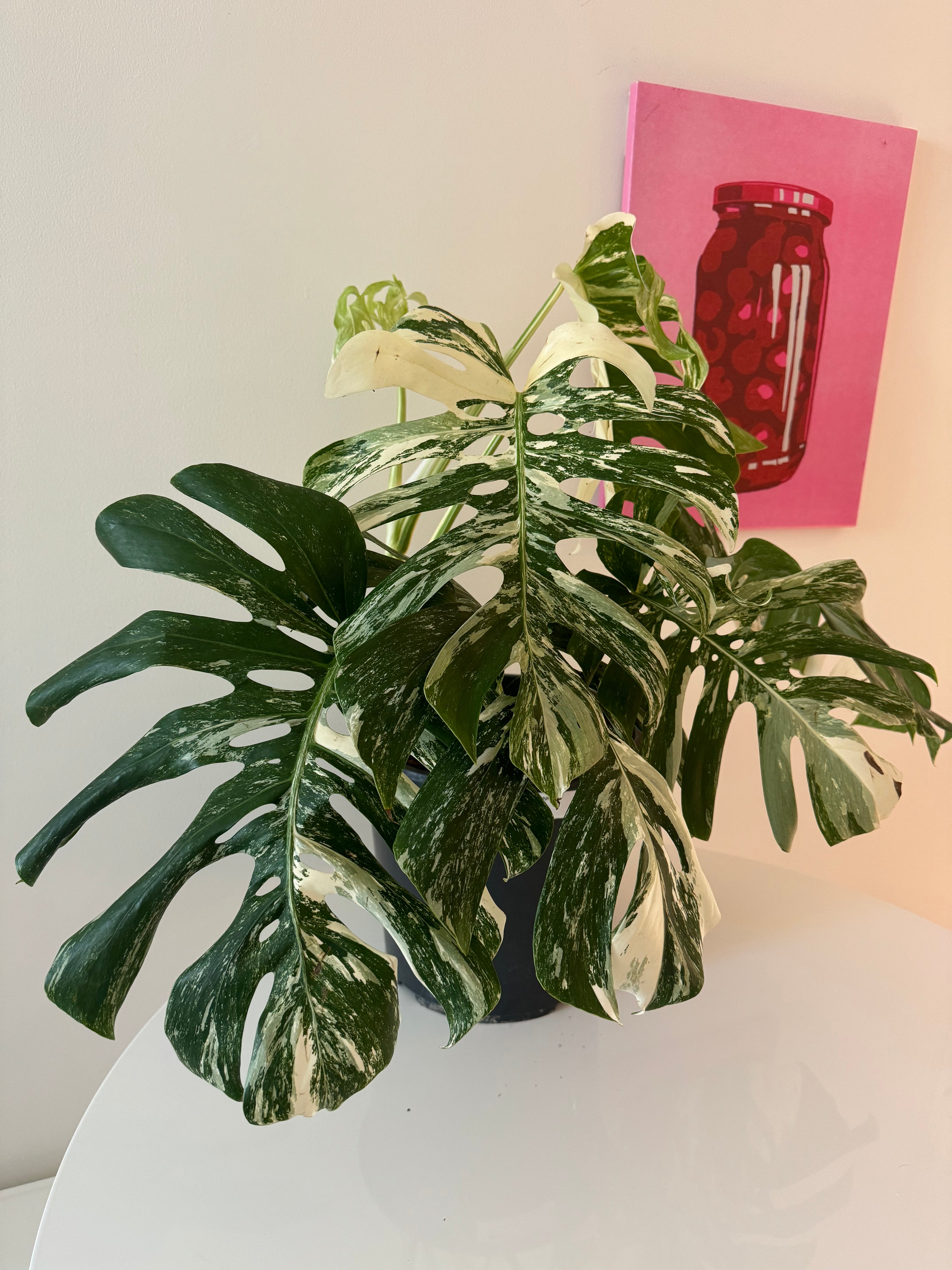 Euphorbia Clivicola – Plant Studio LLC