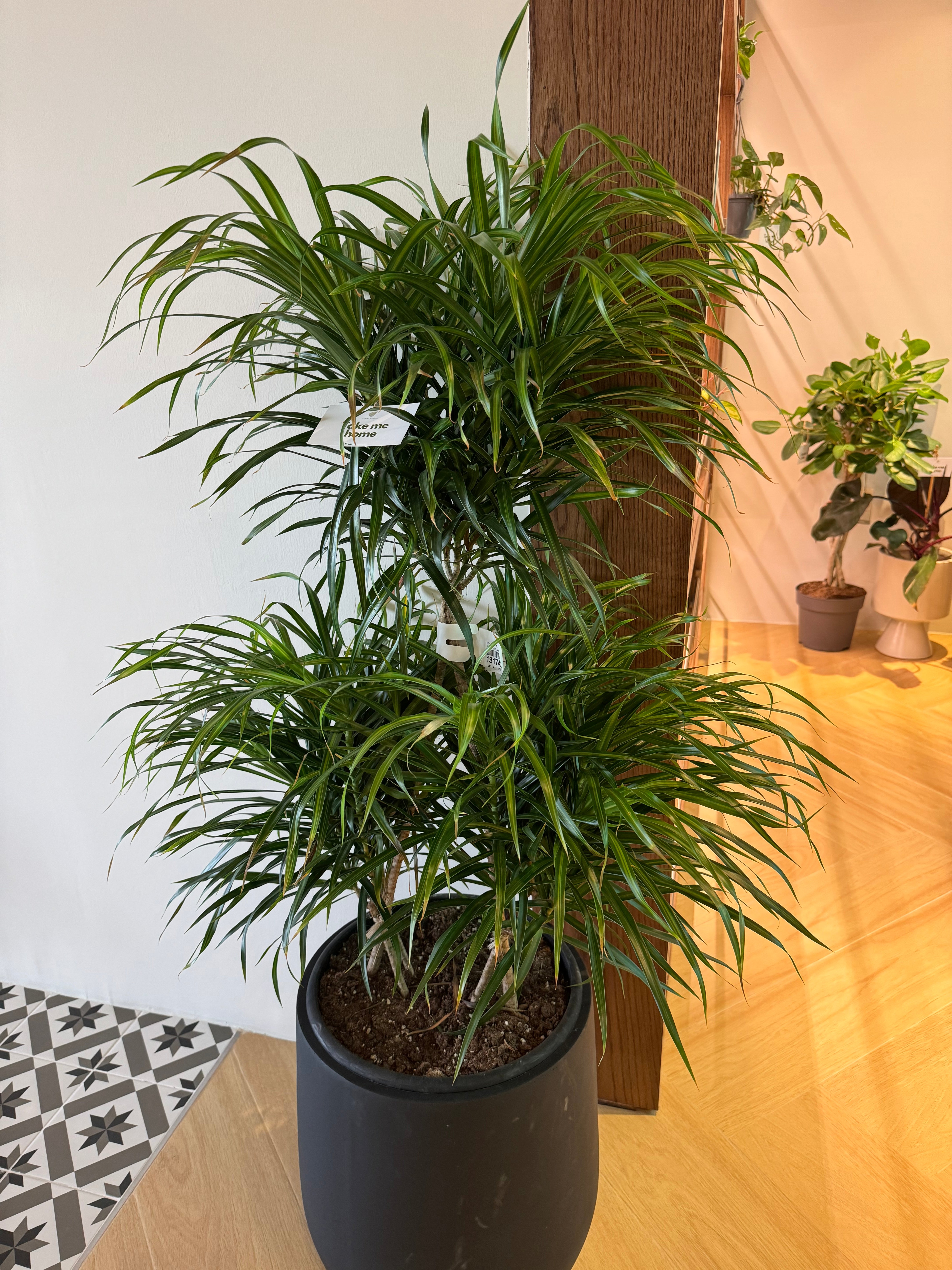 dracaena anita Dracaena Anita Variegata Twisted Triangle – Plant Studio LLC
