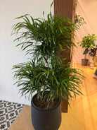 Dracaena Anita Variegata Twisted Triangle - Plant Studio LLC