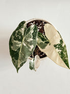 alocasia frydek Variegated rare houseplant Dubai 