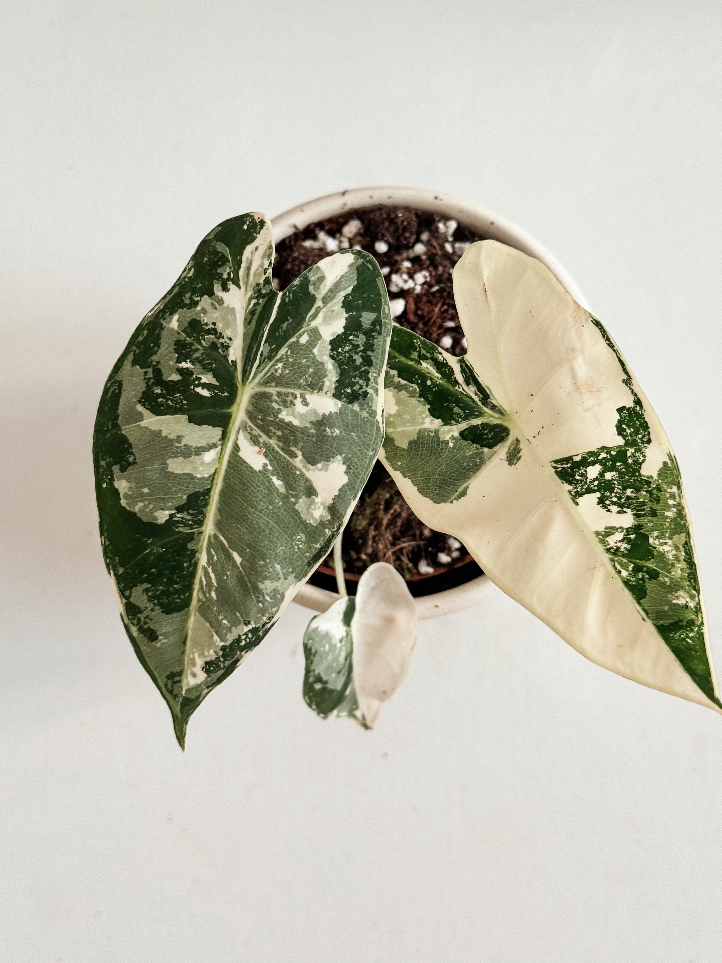 alocasia frydek Variegated rare houseplant Dubai 