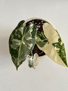 Variegated houseplant in a pot showing all leaves of alocasia dubai 
