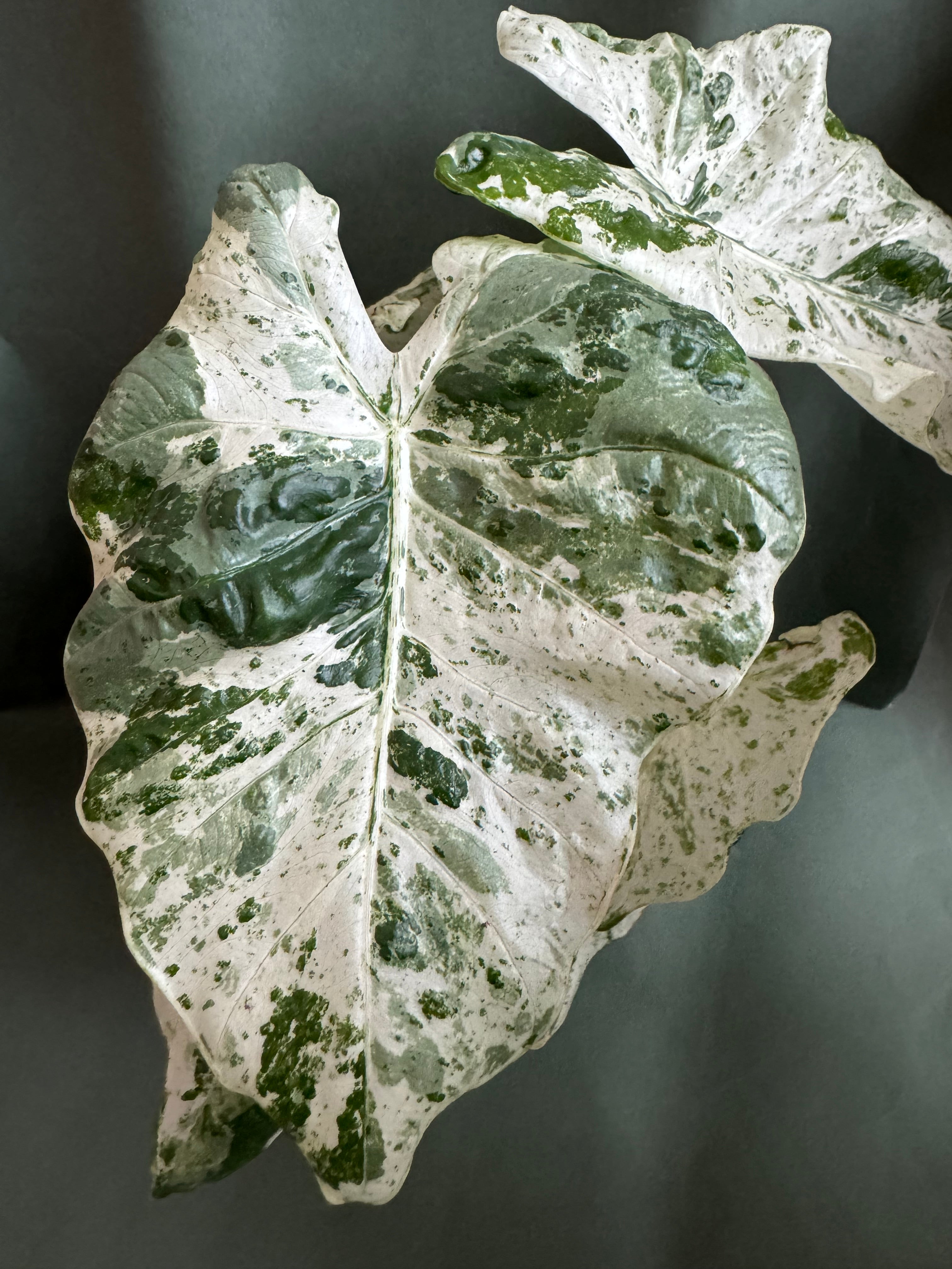 alocasia macrorhizza variegata close up - Plant Studio