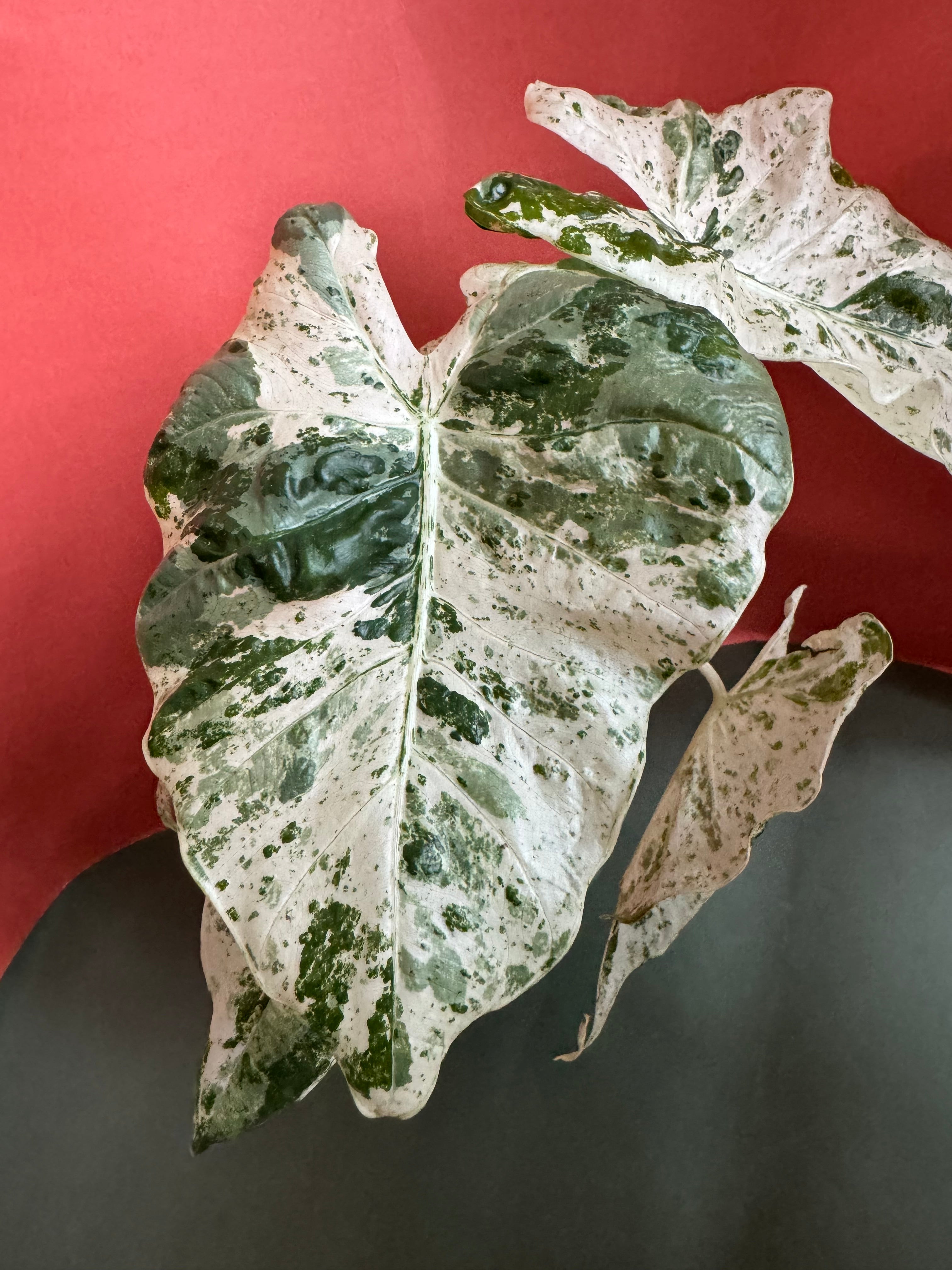 alocasia macrorhizza veriegata - Plant Studio