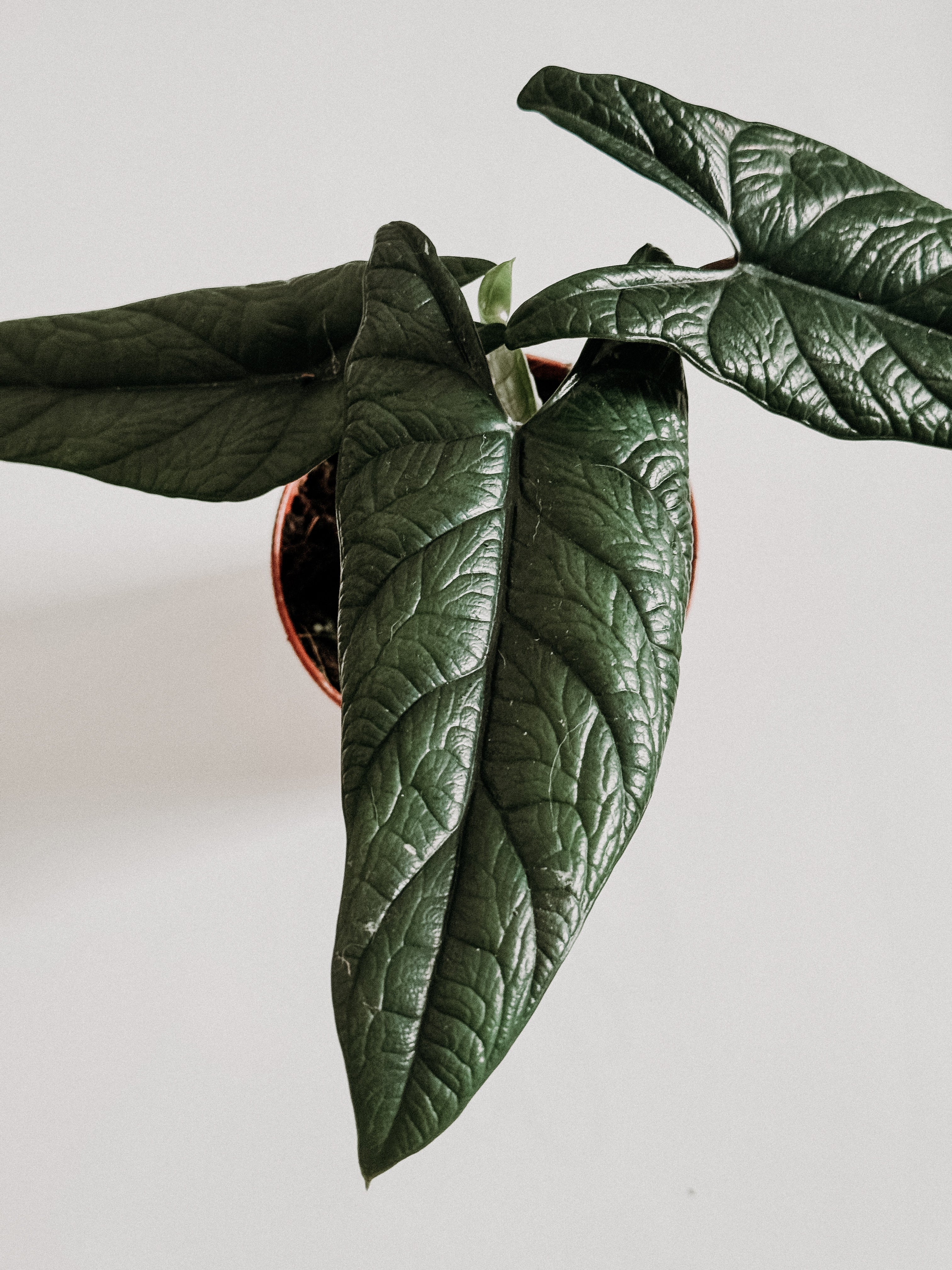 Close-up of alocasia scalprum  potted plant with dark green leaves shown from top 