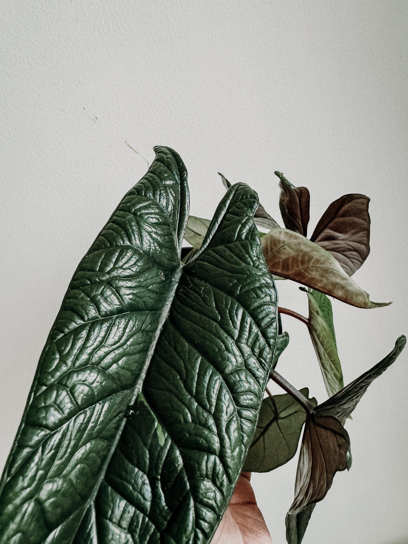 Close-up of a green leaf alocasia 