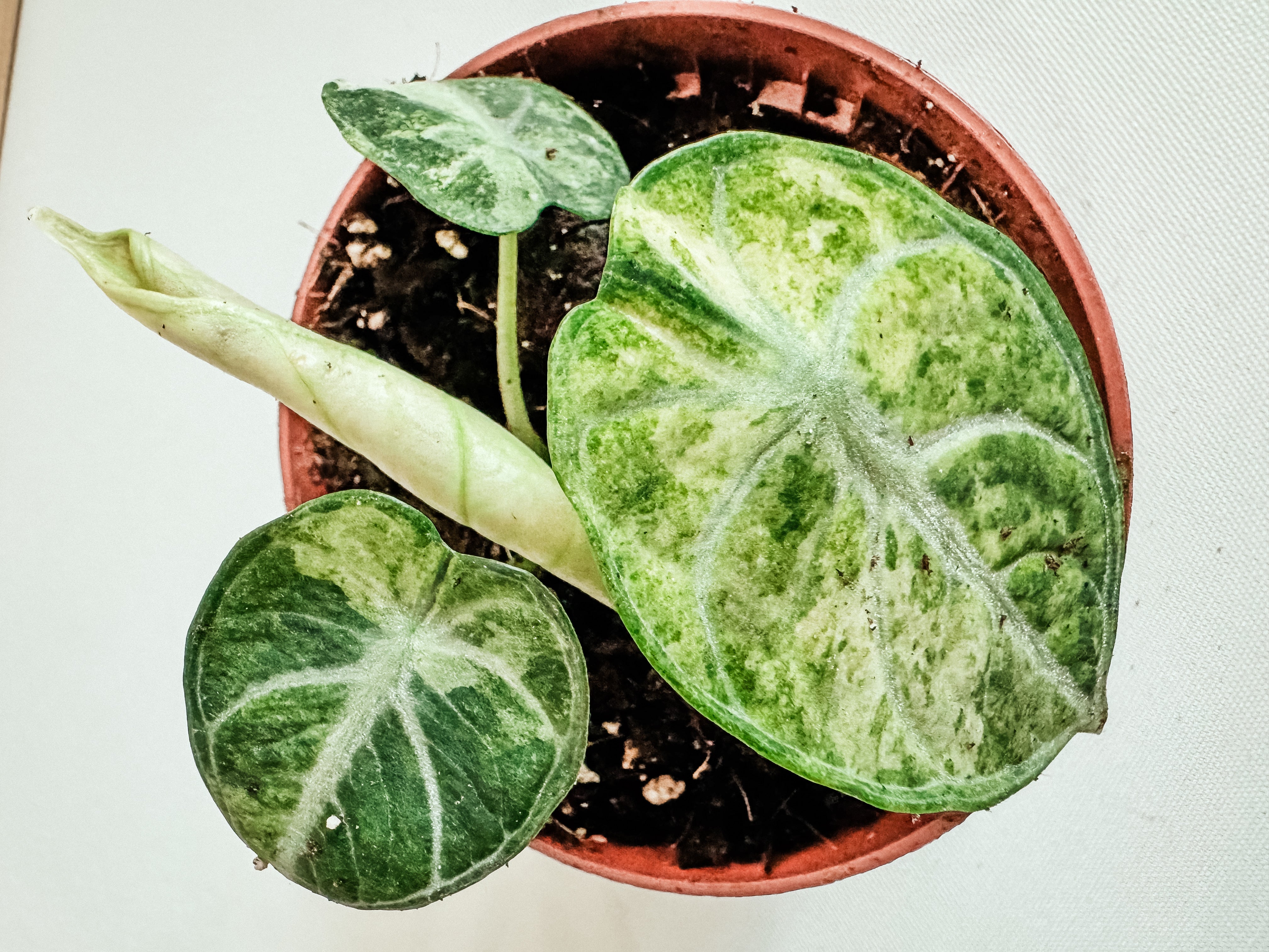 Alocasia Ninja Tricolor (TC) 【8-4】 Alocasia Ninja Tricolor Variegated 4