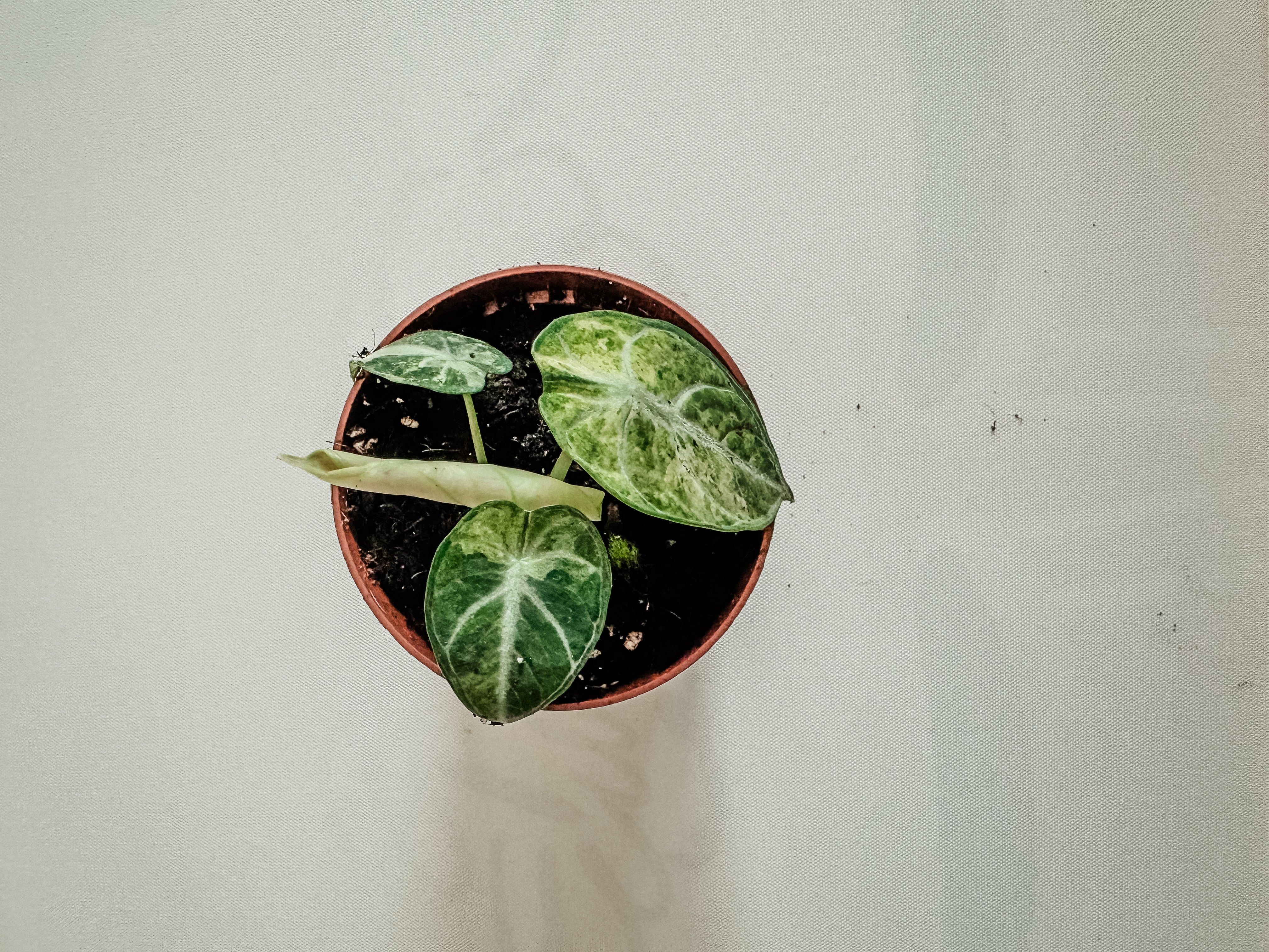 Alocasia Ninja Tricolor – Plant Studio LLC