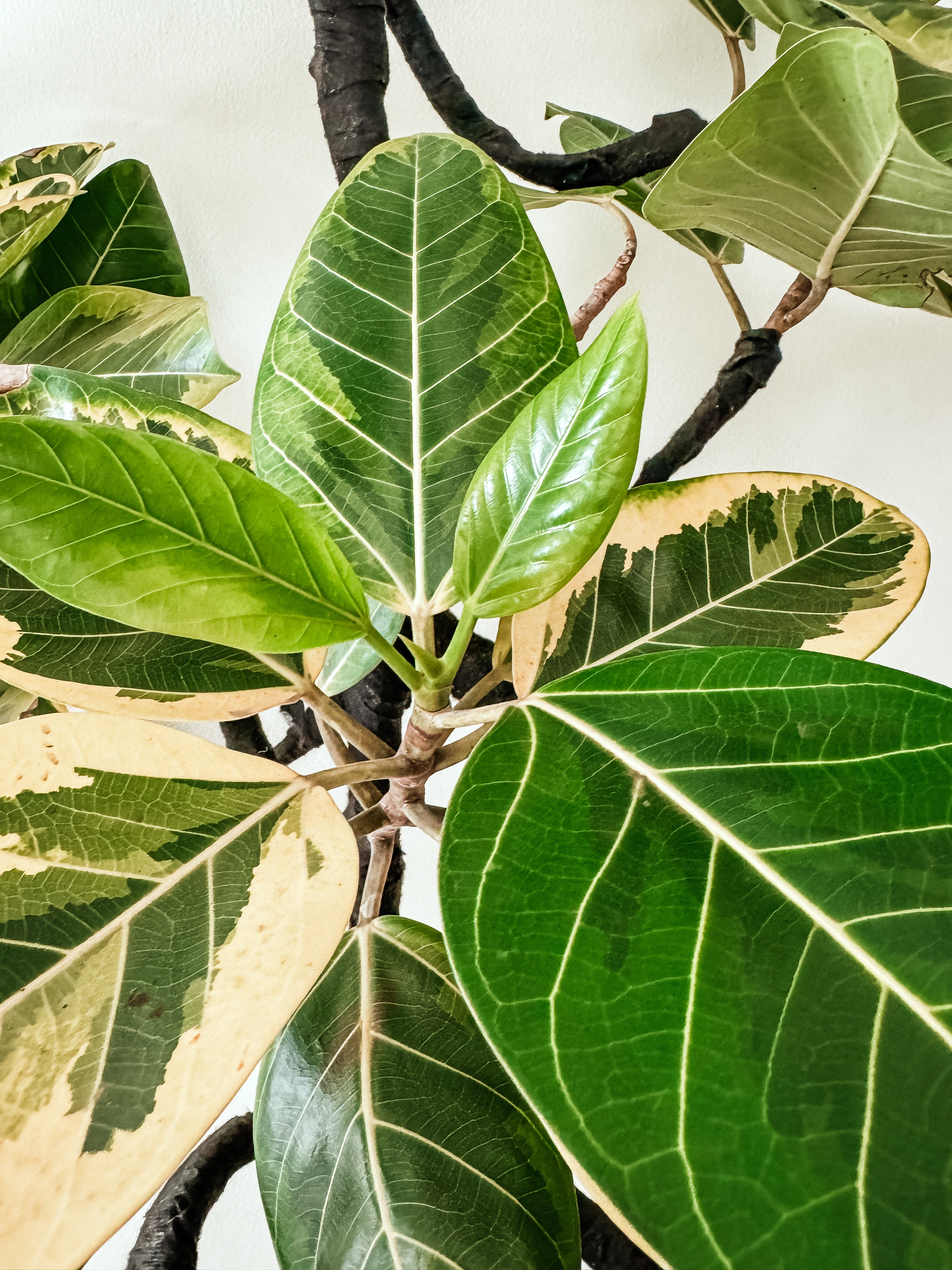 ficus altissima blume Ficus Altissima Blume – Plant Studio LLC