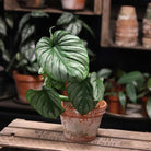 Philodendron Mamei - Plant Studio LLC