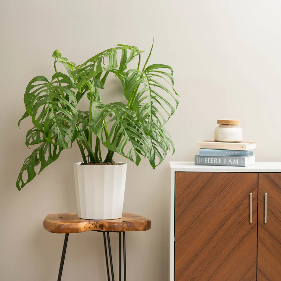 Monstera Esqueleto