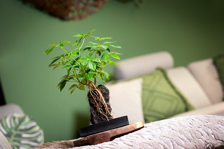 Lova Schefflera in Lava Rock - Plant Studio LLC