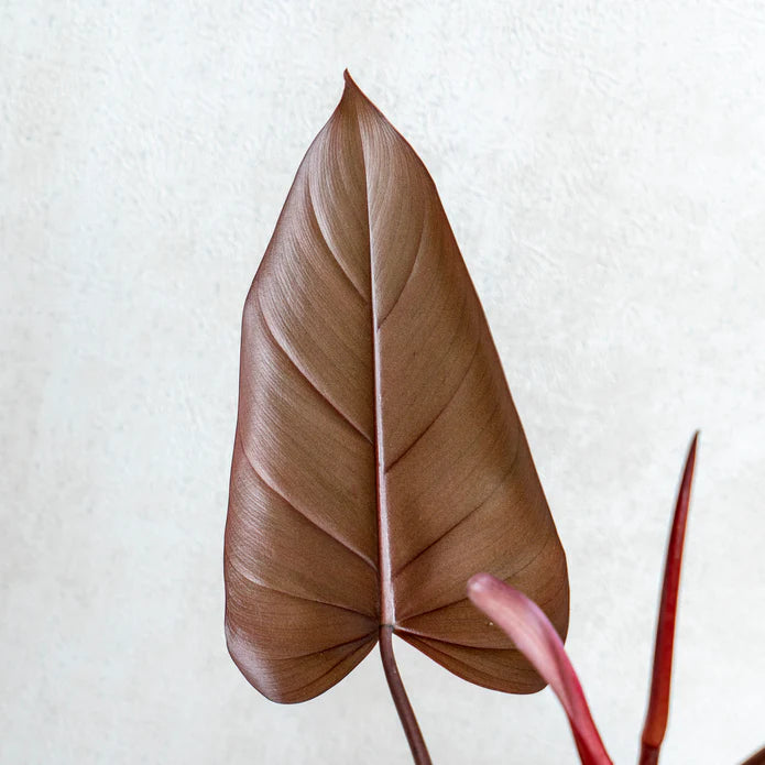 Aglaonema Einza – Plant Studio LLC | TRN 100565690300003 Aglaonema Einza – Plant Studio LLC | TRN 100565690300003