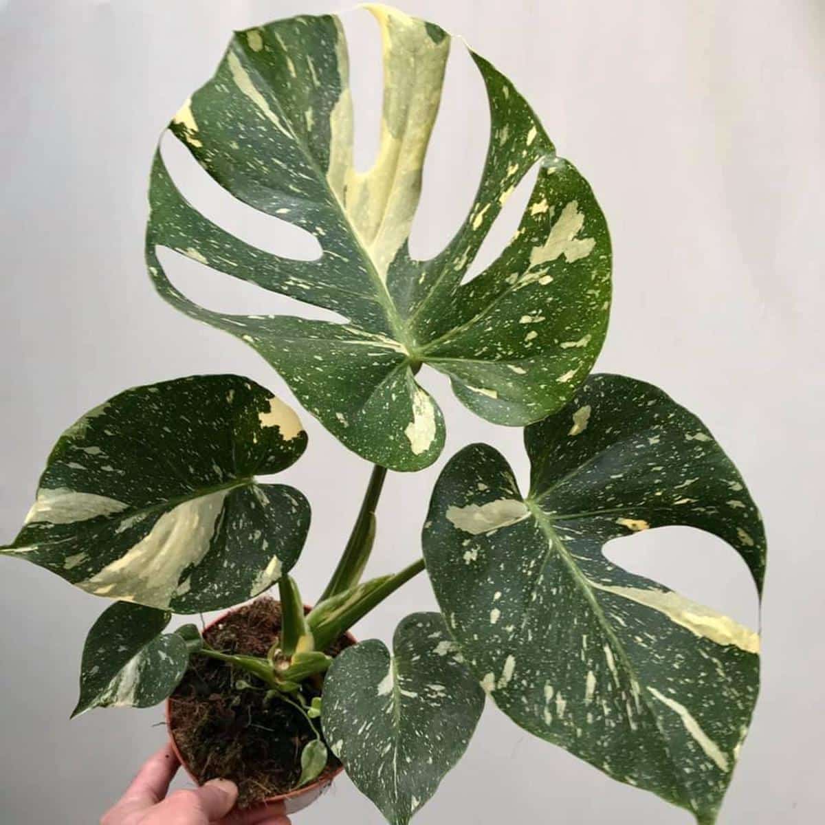 Monstera Thai Constellation - Small - Plant Studio LLC