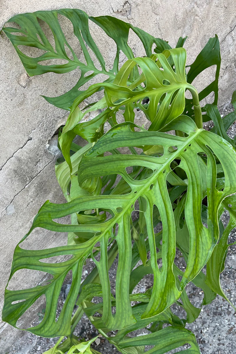 Monstera Esqueleto