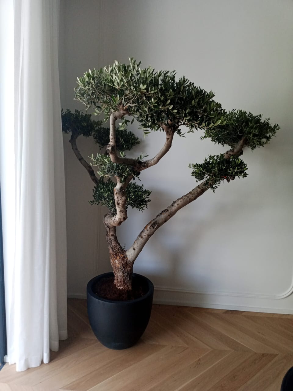 bonsai olive tree price Olive Bonsai 150cm – Plant Studio LLC