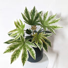 Fatsia Japonica - Plant Studio LLC