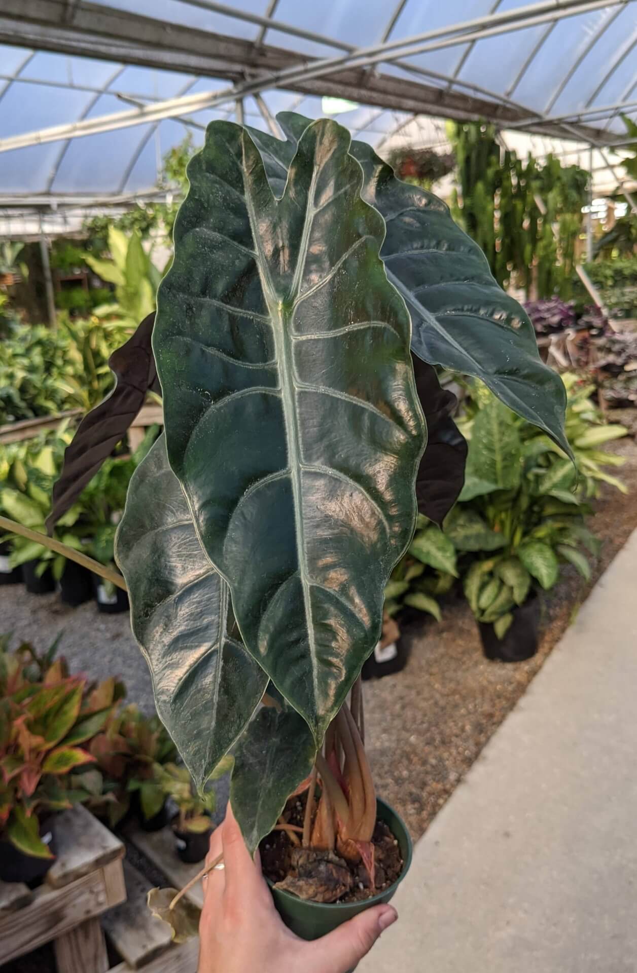 Rare Alocasia N&S Chantrieri - Plant Studio LLC