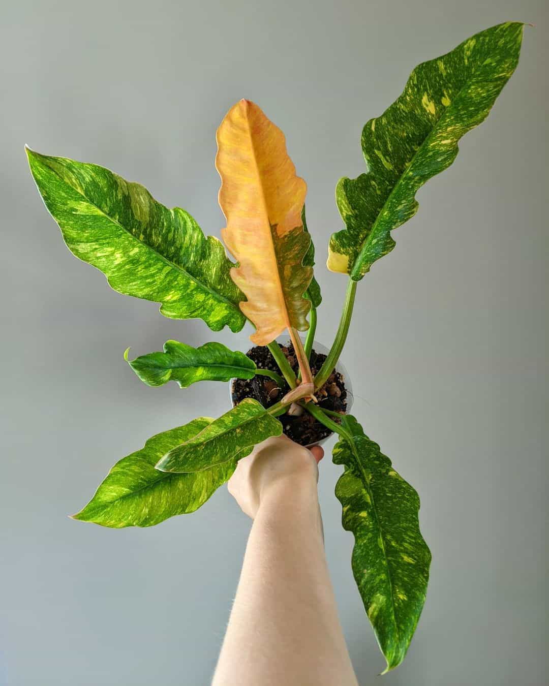Variegated Philodendron Ring of Fire - Plant Studio LLC