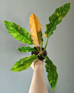 Variegated Philodendron Ring of Fire