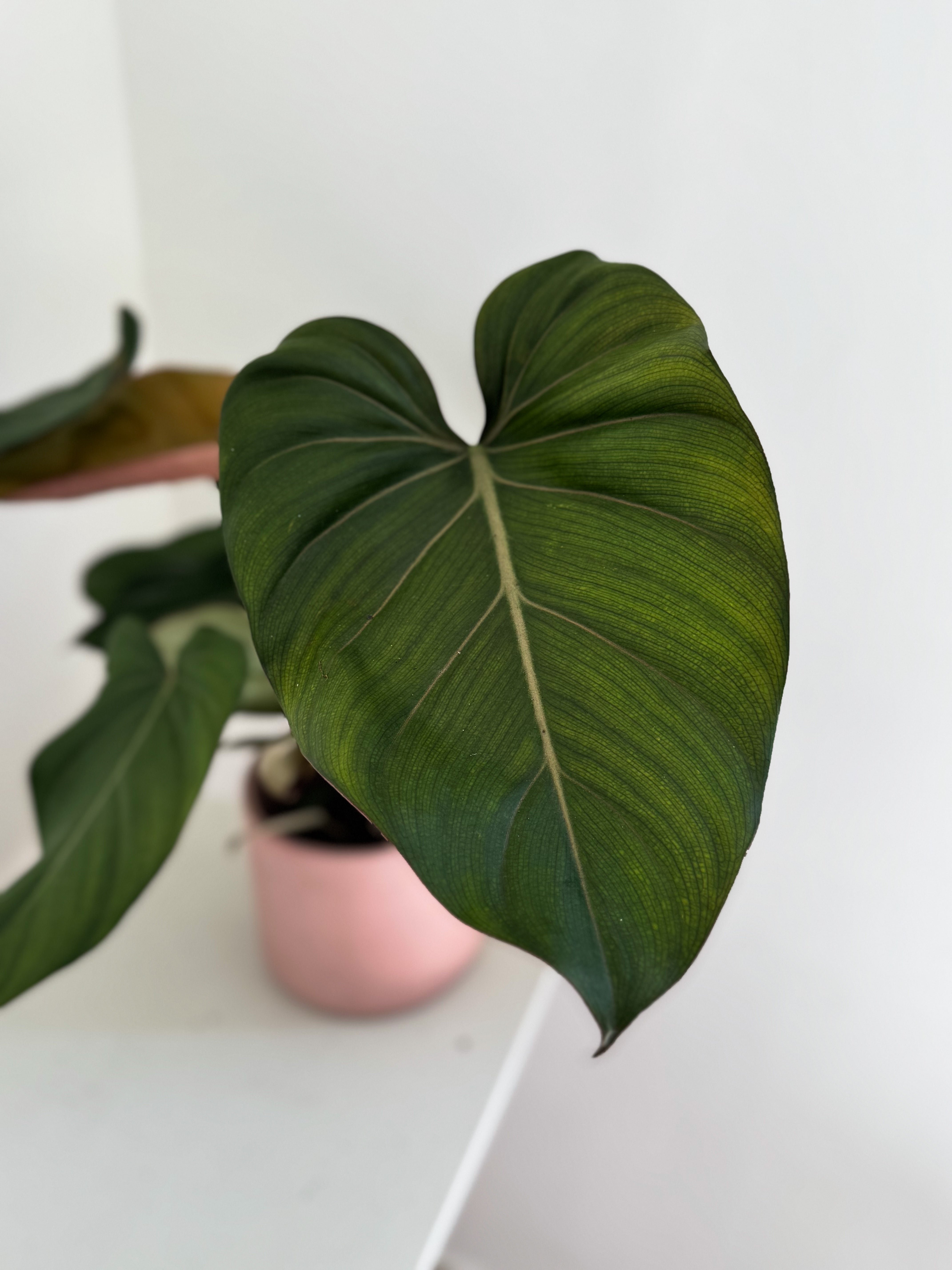 Philodendron Summer Glory indoor plant with vibrant green heart-shaped leaves