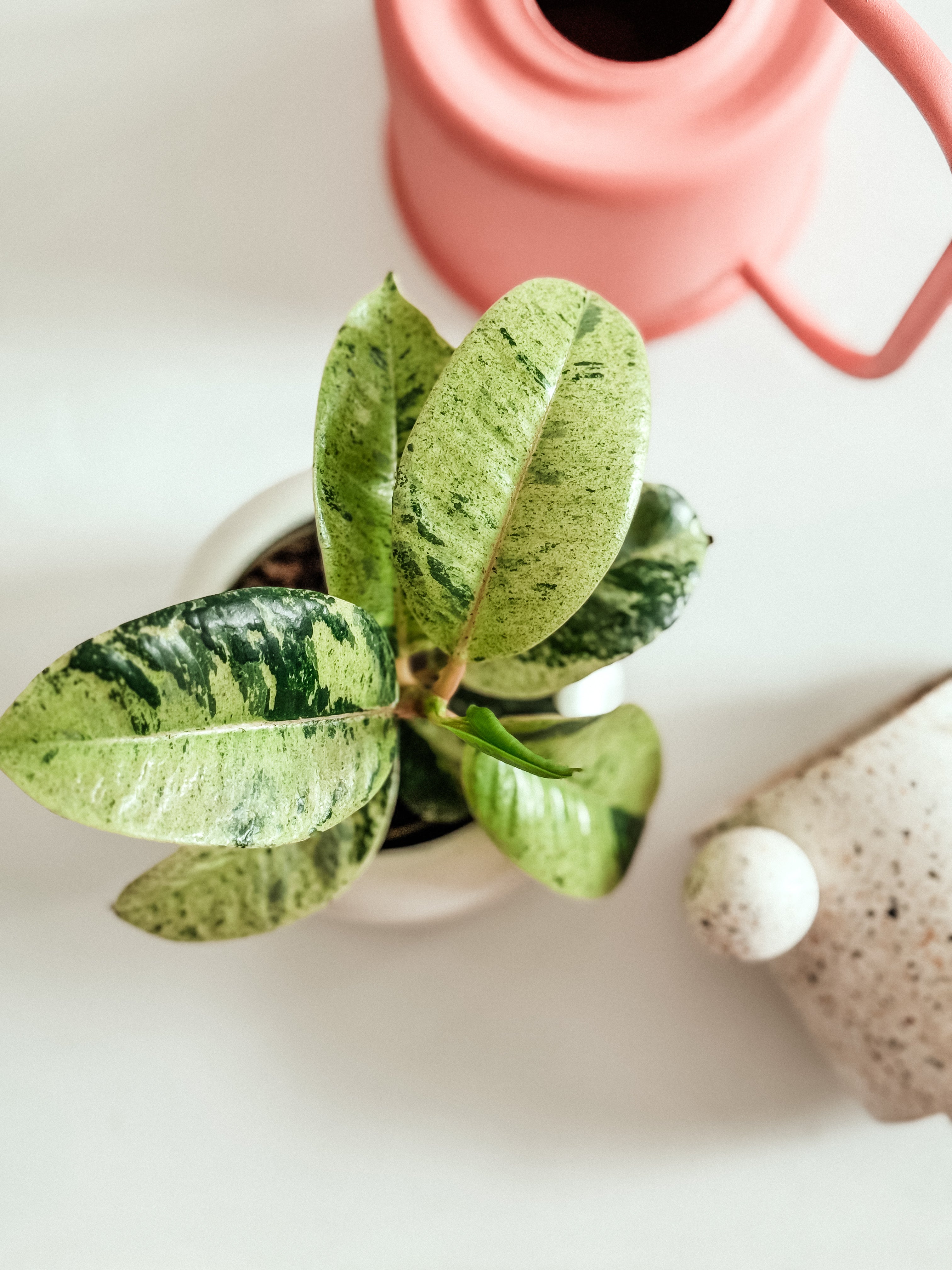 Green potted plant with a pink watering can on a white surface
