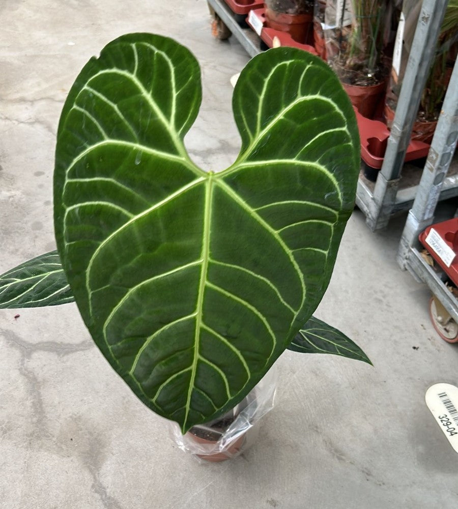 Anthurium Regale x Regale