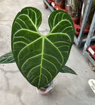 Anthurium Regale x Regale - Plant Studio LLC