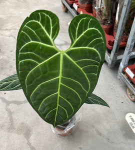 Anthurium Regale x Regale