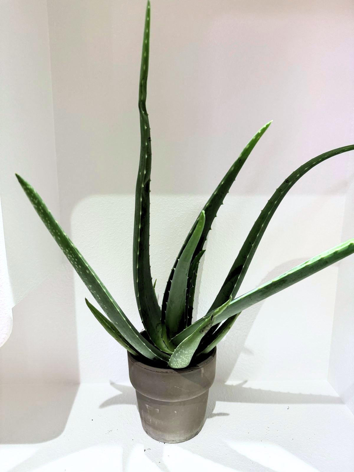 Aloe Vera in Terra Cotta Pot - Plant Studio LLC