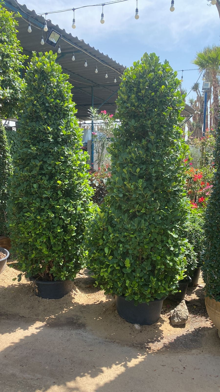 Chubby Ficus Panda Cone
